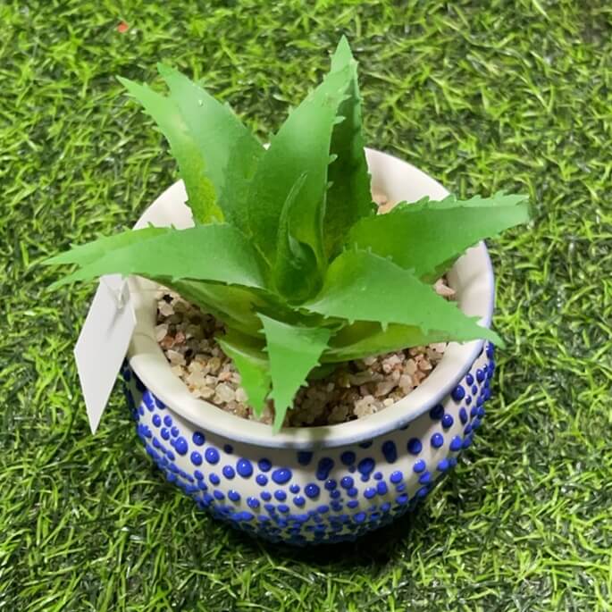 Suculenta d/puntitos 51112-162