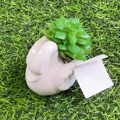 Suculenta d/cisne 51112-50