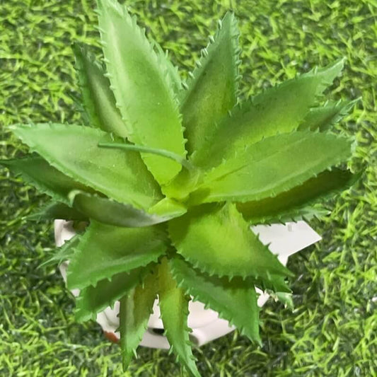 Suculenta d/animal 51112-138