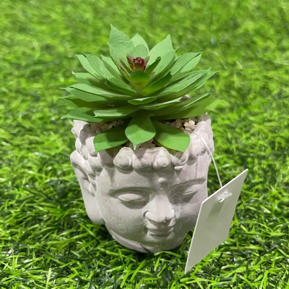 Suculenta d/buda 51112-93