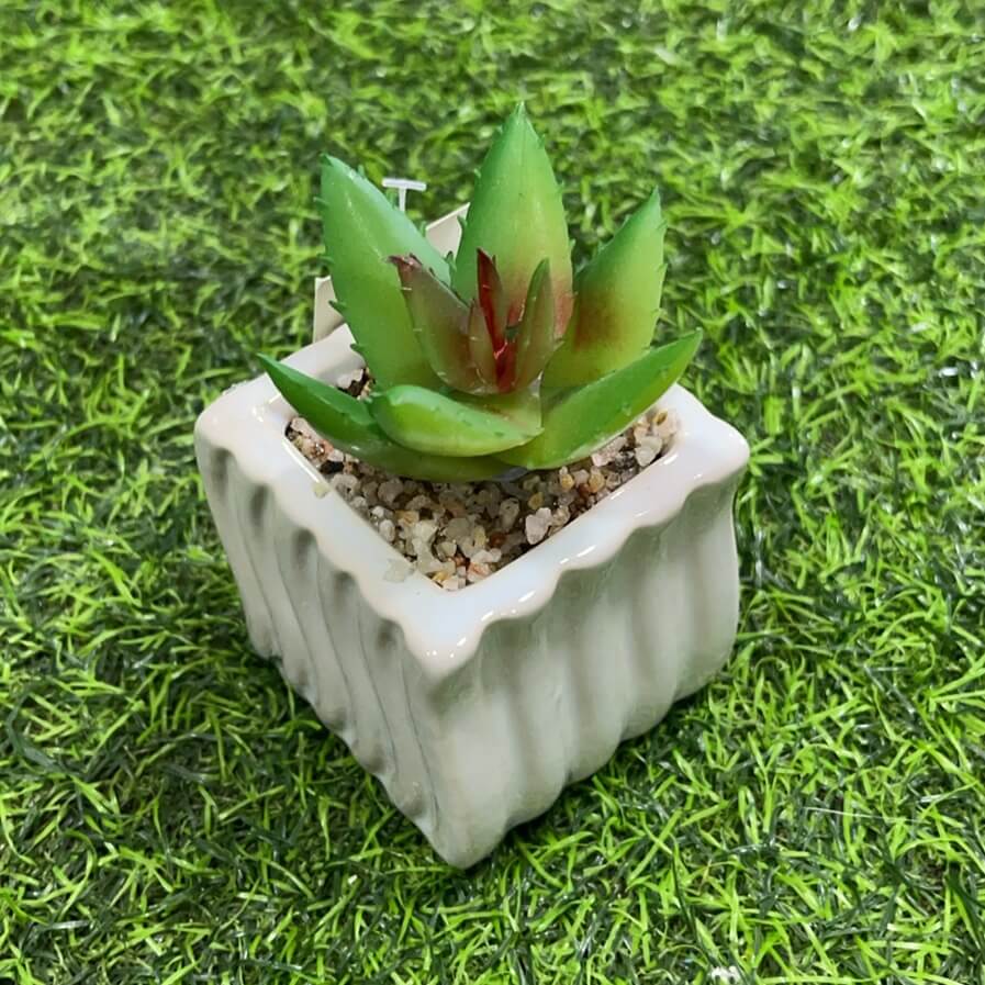 Suculenta d/cuadrado 51112-112