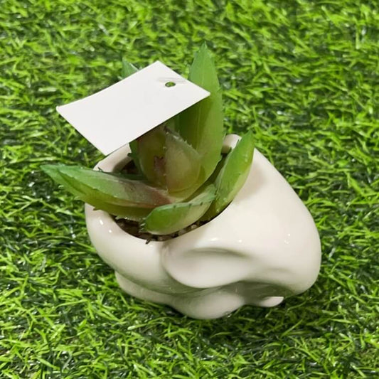 Suculenta d/elefante 51112-104