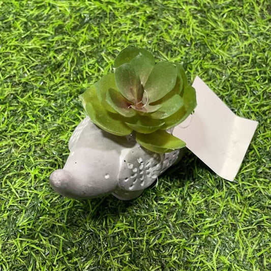 Suculenta d/elefante 51112-91