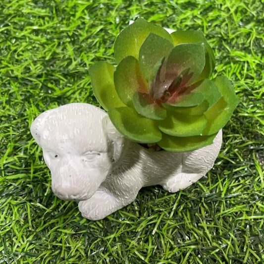 Suculenta d/perro 51112-102