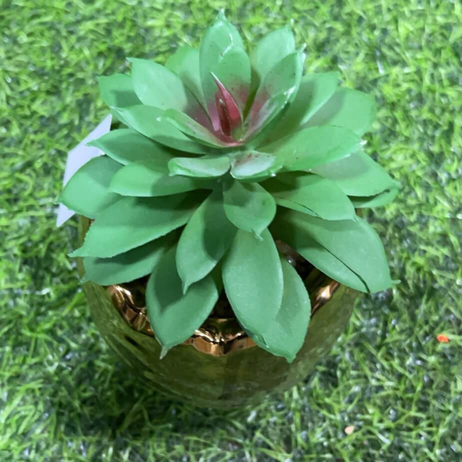 Suculenta d/pina 51112-135