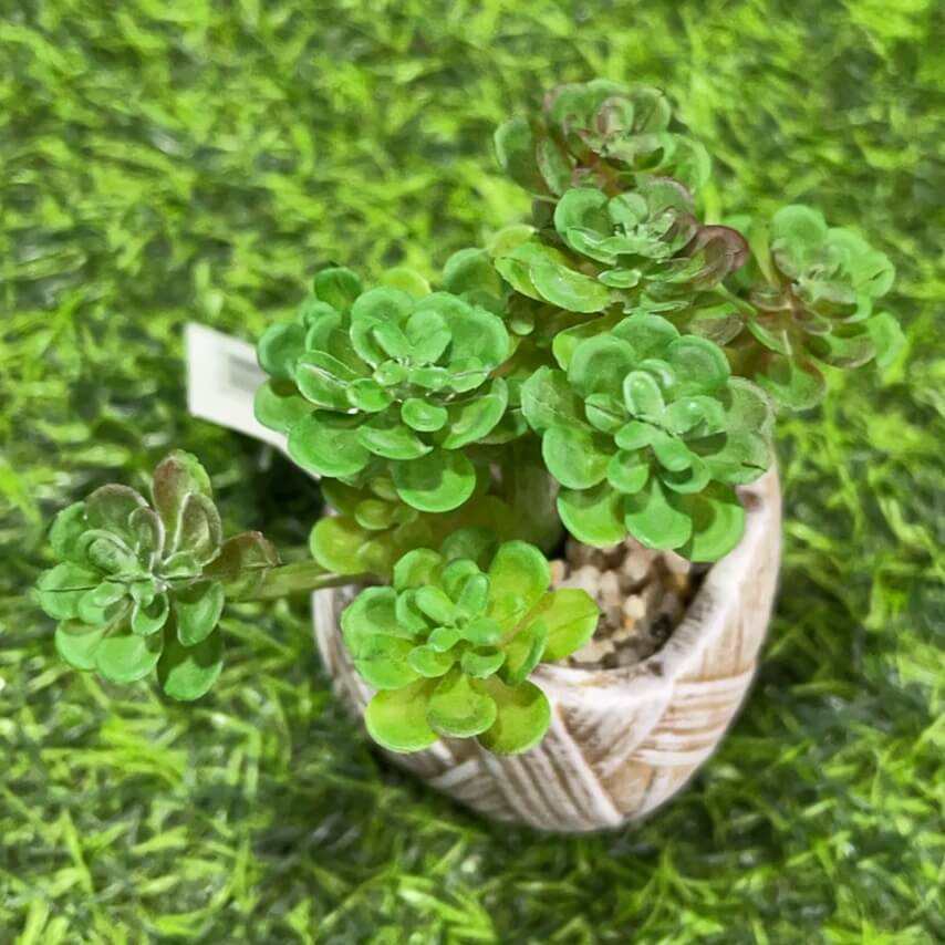 Suculenta d/saco de maceta51112-97