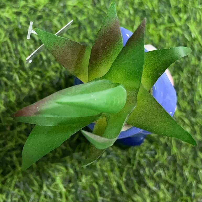 Suculenta d/enano 51112-159