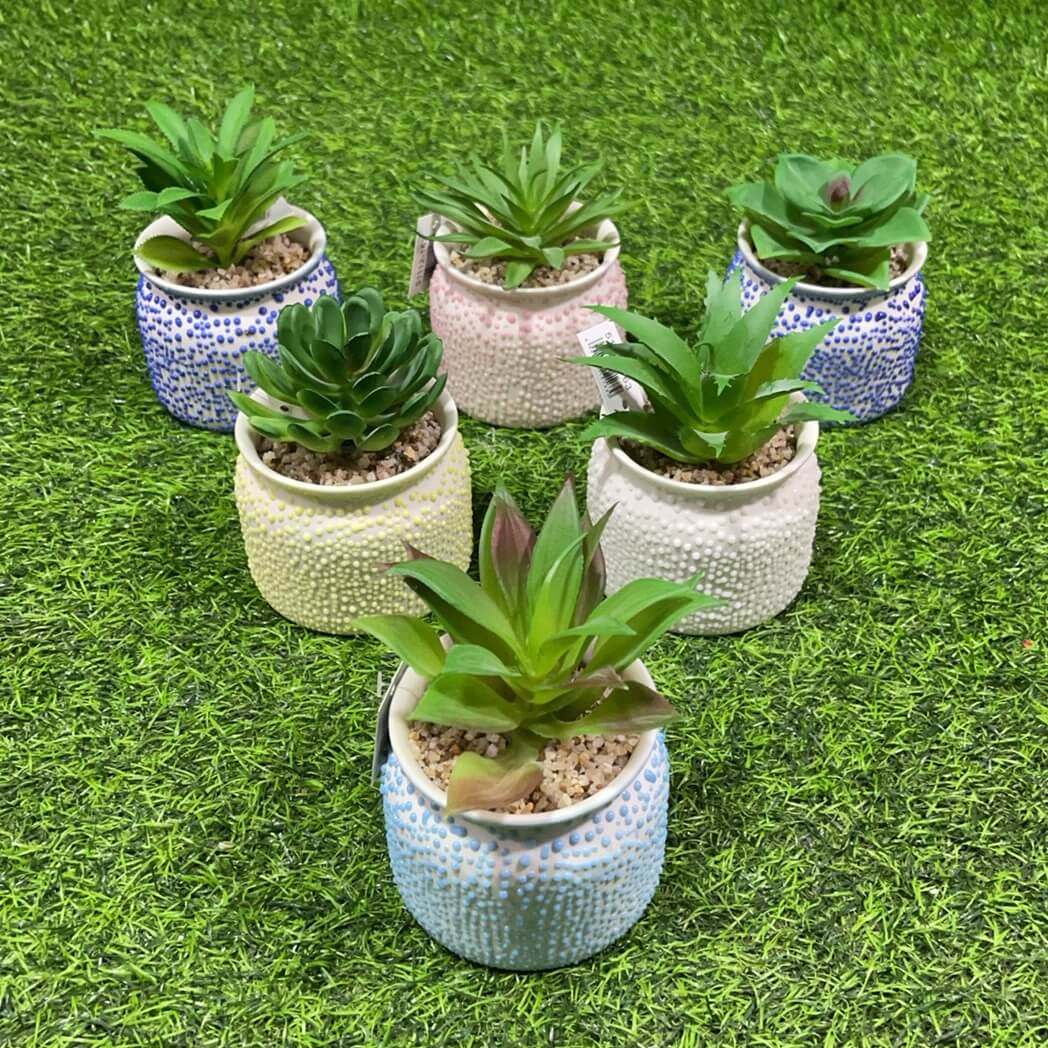 Suculenta d/puntito 51112-163