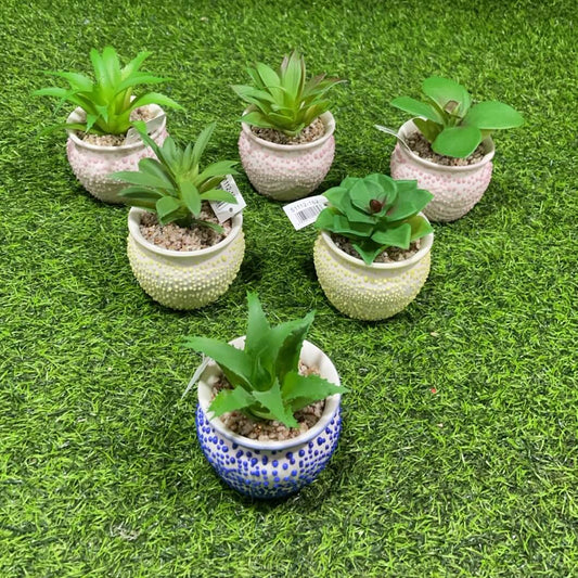 Suculenta d/puntitos 51112-162