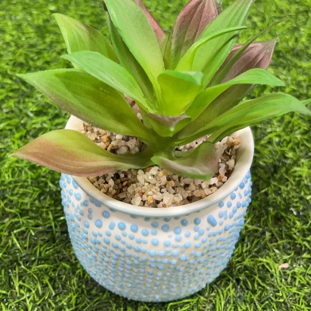 Suculenta d/puntito 51112-163