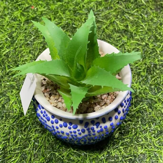 Suculenta d/puntitos 51112-162