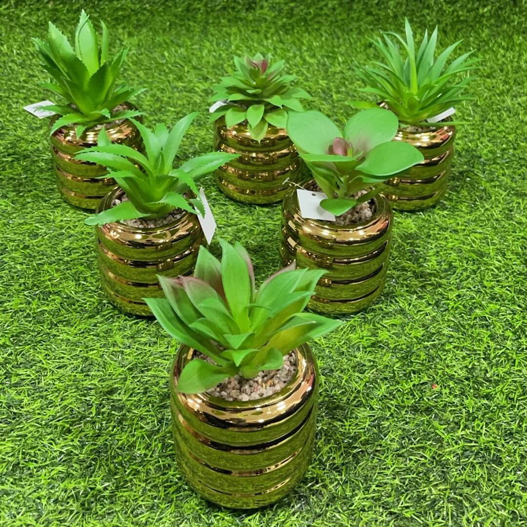 Suculenta d/cilindro roscado51112-134