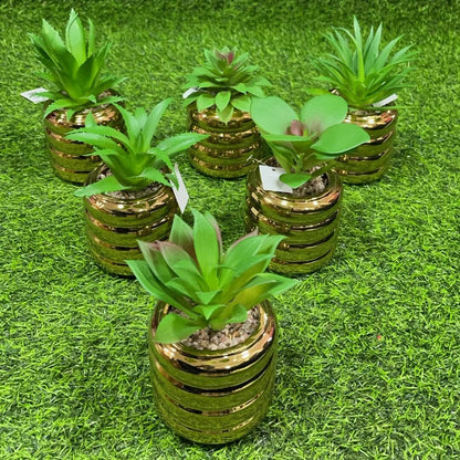 Suculenta d/cilindro roscado51112-134