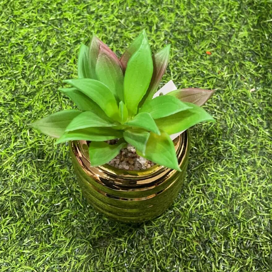 Suculenta d/cilindro roscado51112-134