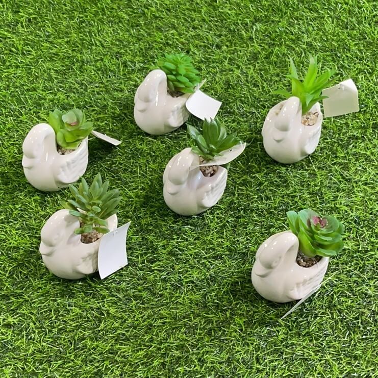 Suculenta d/cisne 51112-50