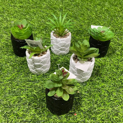 Suculenta d/abanico 51112-95