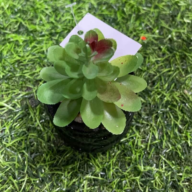 Suculenta d/abanico 51112-95