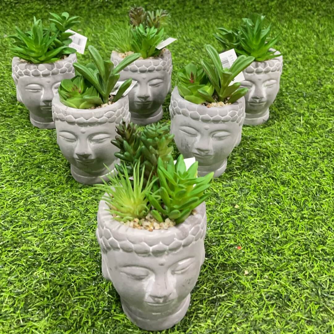 Suculenta d/buda 51112-116