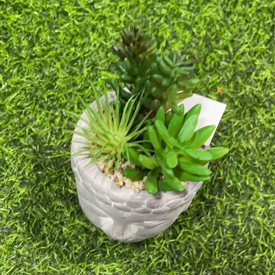 Suculenta d/buda 51112-116