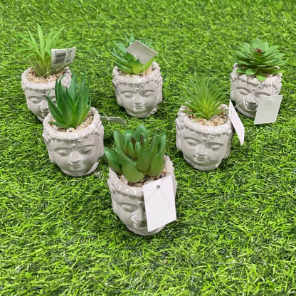 Suculenta d/buda 51112-93