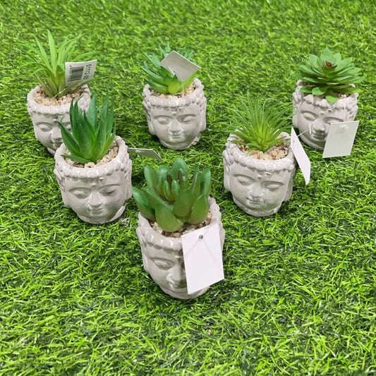 Suculenta d/buda 51112-93