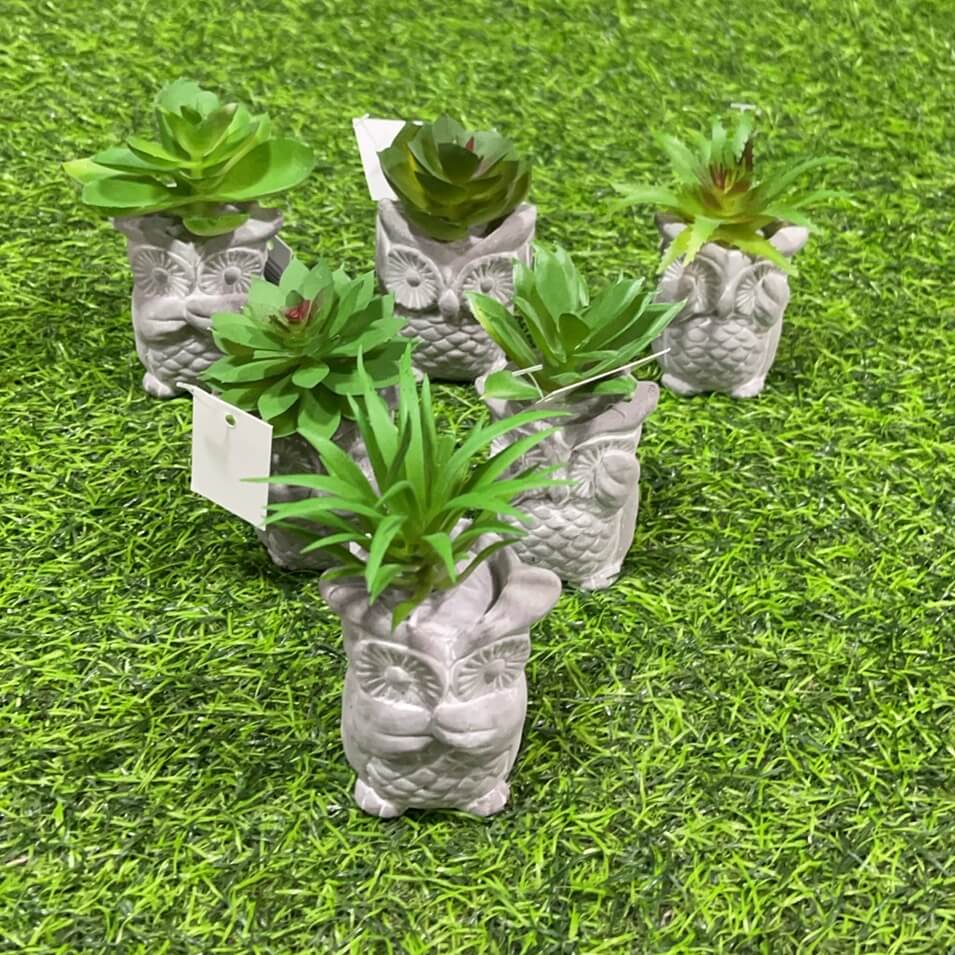 Suculenta d/buho 51112-92