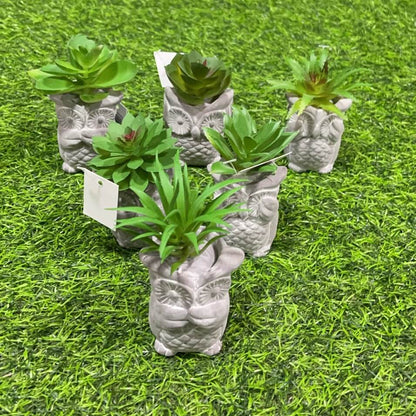 Suculenta d/buho 51112-92