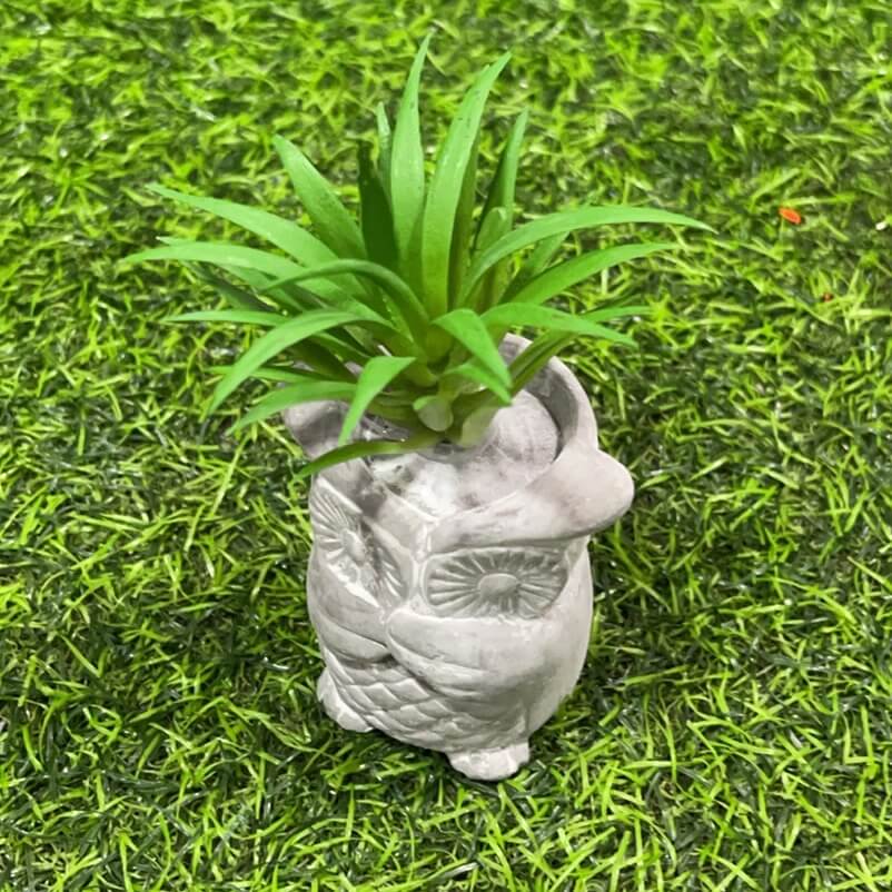 Suculenta d/buho 51112-92