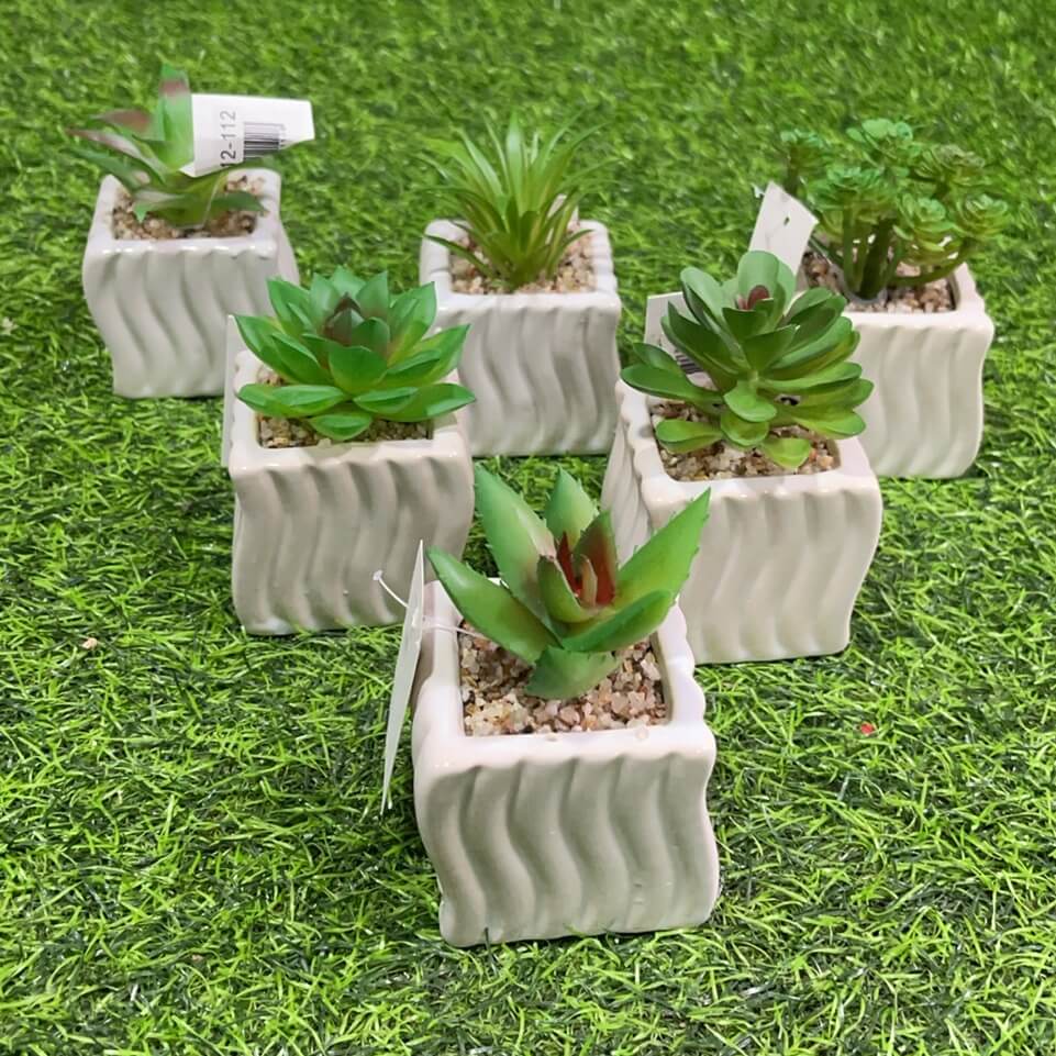 Suculenta d/cuadrado 51112-112