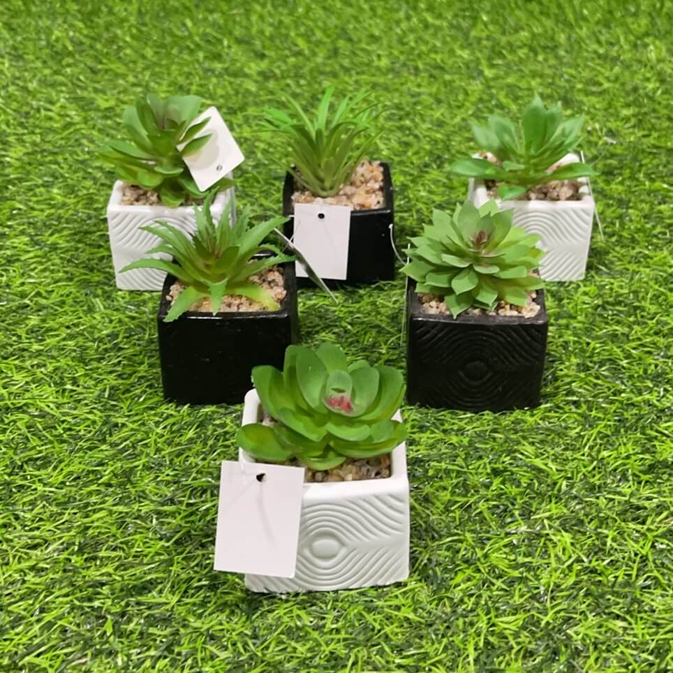 Suculenta cuadrado 51112-101