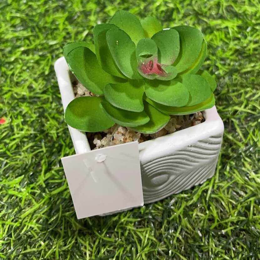 Suculenta cuadrado 51112-101