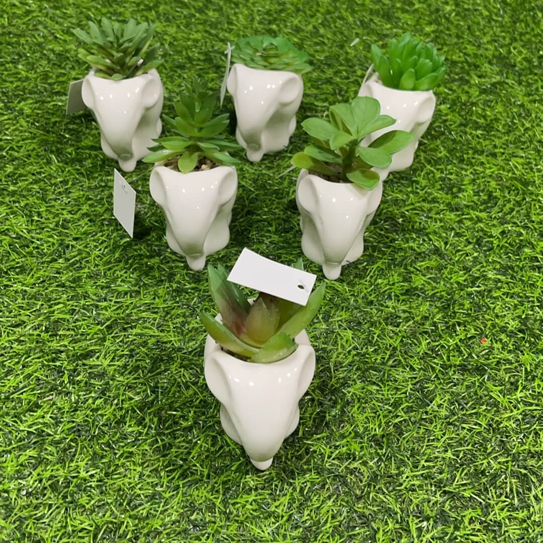 Suculenta d/elefante 51112-104