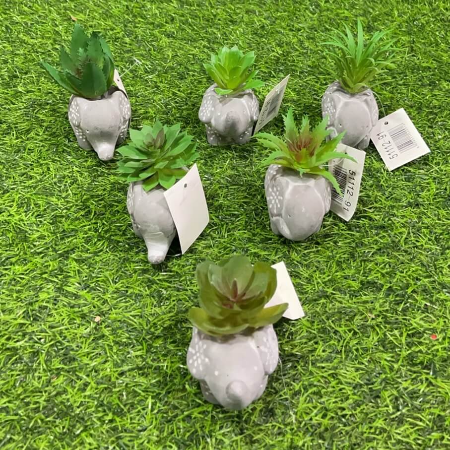 Suculenta d/elefante 51112-91