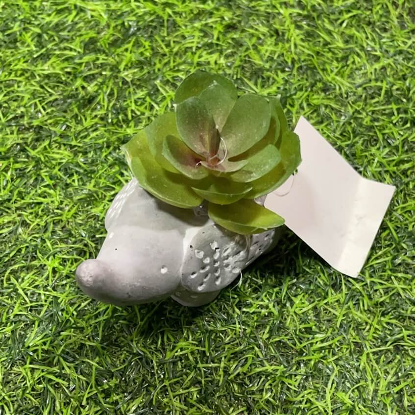 Suculenta d/elefante 51112-91