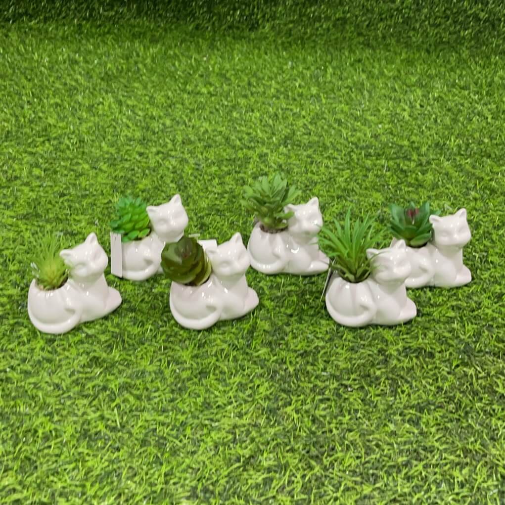 Suculenta d/gato 51112-107