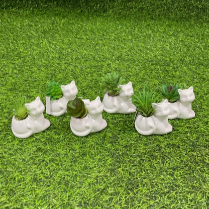 Suculenta d/gato 51112-107