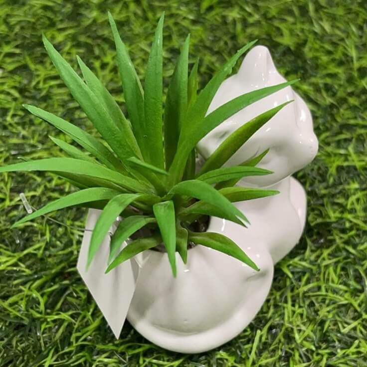 Suculenta d/gato 51112-107