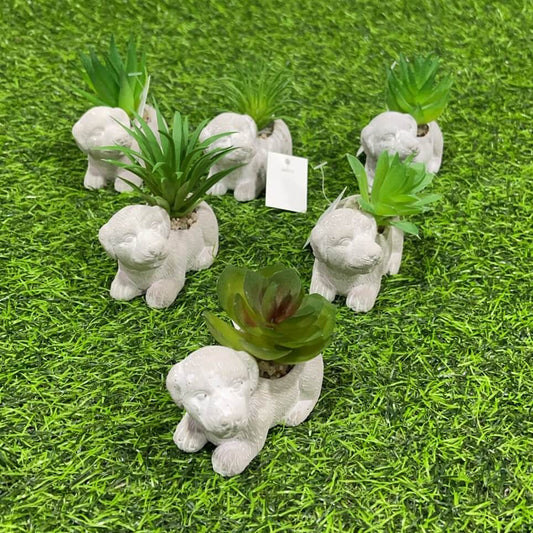 Suculenta d/perro 51112-102