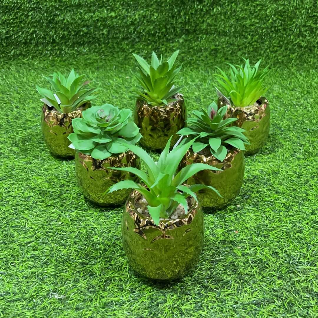 Suculenta d/pina 51112-135