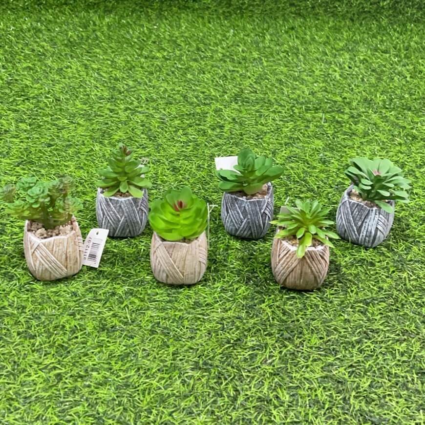 Suculenta d/saco de maceta51112-97