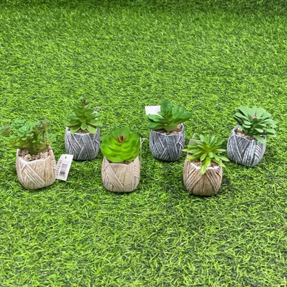 Suculenta d/saco de maceta51112-97