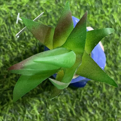 Suculenta d/enano 51112-159